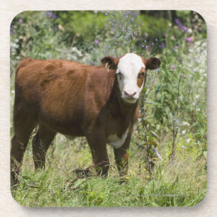 Hereford Kalb (Bosstier) in der Graslandweide Getränkeuntersetzer