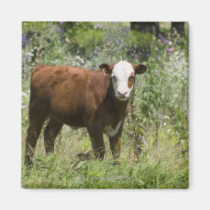 Hereford Kalb (Bosstier) in der Graslandweide Magnet