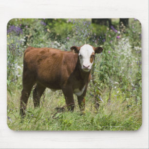 Hereford Kalb (Bosstier) in der Graslandweide Mousepad