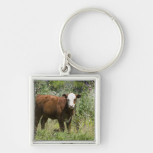 Hereford Kalb (Bosstier) in der Graslandweide Schlüsselanhänger