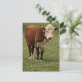 Hereford Kuh sagt hallo Postkarte (Stehend Vorderseite)