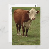 Hereford Kuh sagt hallo Postkarte (Vorne/Hinten)