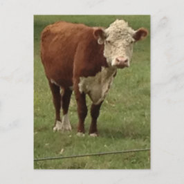 Hereford Kuh sagt hallo Postkarte