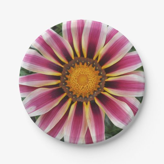 Hereford Pappteller (Vorderseite)