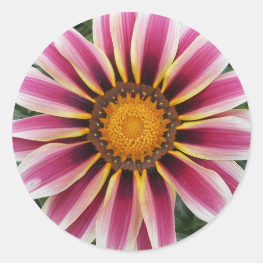 Hereford Runder Aufkleber (Vorderseite)