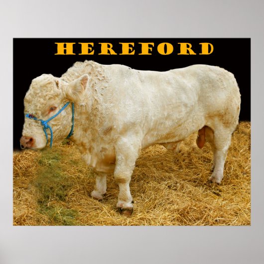 Herford Poster (Vorne)