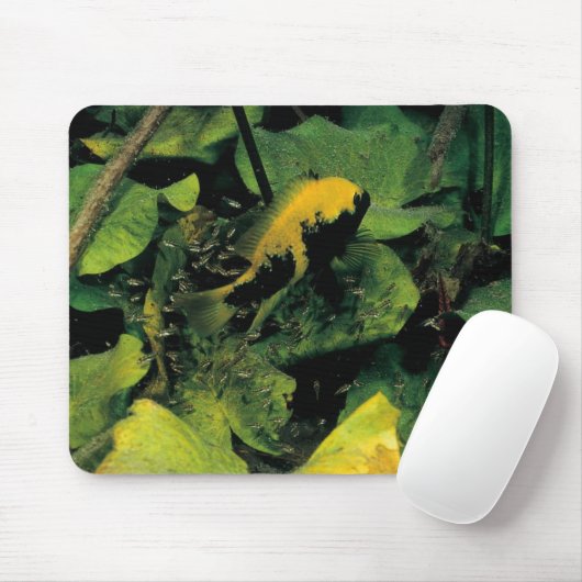 Herichthys labridens von den Medien Luna Mousepad (Mit Mouse)
