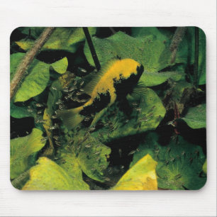 Herichthys labridens von den Medien Luna Mousepad