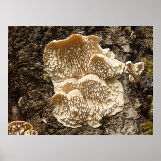 Hericium cirrhatum Mushroom Poster (Vorne)
