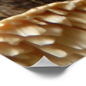 Hericium cirrhatum Mushroom Poster (Ecke)