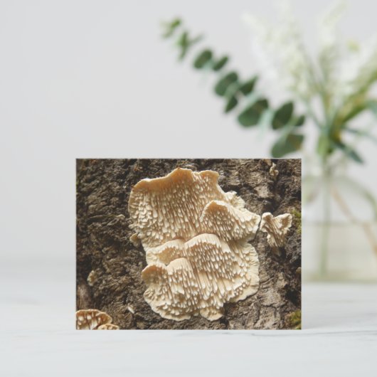 Hericium cirrhatum Pilz Postkarte (Stehend Vorderseite)