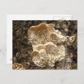 Hericium cirrhatum Pilz Postkarte (Vorne/Hinten)