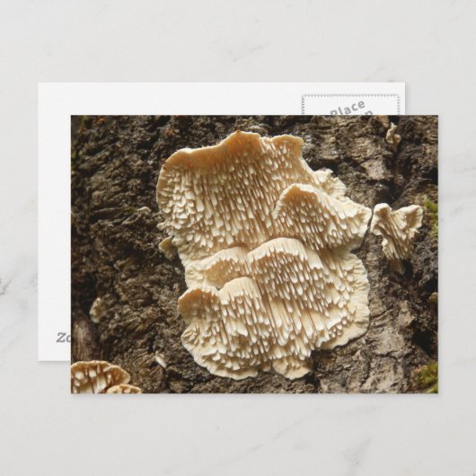 Hericium cirrhatum Pilz Postkarte (Vorne/Hinten)