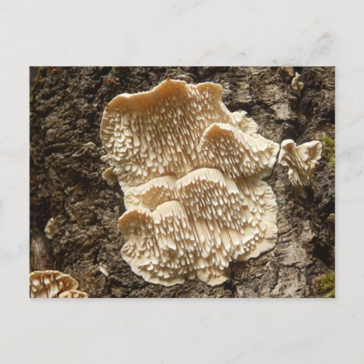 Hericium cirrhatum Pilz Postkarte (Vorderseite)