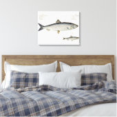 Hering (Clupea Harengus) (Abb. 1) und Sprotte (Clu Leinwanddruck (Insitu (Schlafzimmer))