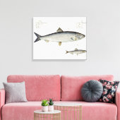Hering (Clupea Harengus) (Abb. 1) und Sprotte (Clu Leinwanddruck (Insitu (Wohnzimmer))