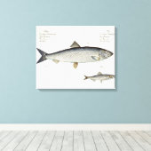 Hering (Clupea Harengus) (Abb. 1) und Sprotte (Clu Leinwanddruck (Insitu (Holzboden))