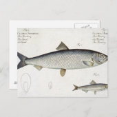 Hering (Clupea Harengus) (Abb. 1) und Sprotte (Clu Postkarte (Vorne/Hinten)