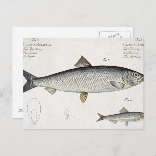 Hering (Clupea Harengus) (Abb. 1) und Sprotte (Clu Postkarte (Vorne/Hinten)