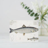 Hering (Clupea Harengus) (Abb. 1) und Sprotte (Clu Postkarte (Stehend Vorderseite)