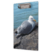 Hering Gull auf Rock Jetty Klemmbrett (Links)