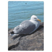 Hering Gull auf Rock Jetty Klemmbrett (Rückseite)