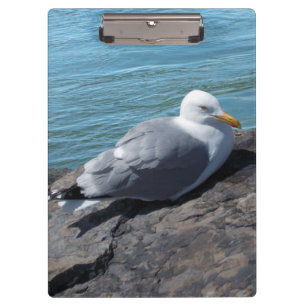 Hering Gull auf Rock Jetty Klemmbrett
