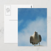 Hering Gull Postcard Postkarte (Vorne/Hinten)
