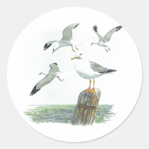 Hering Gull Sticker
