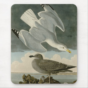 Hering Gull von John Audubons Vögeln in Amerika Mousepad