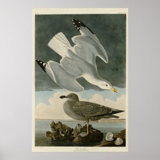 Hering Gull von John Audubons Vögeln in Amerika Poster (Vorne)