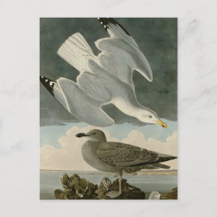 Hering Gull von John Audubons Vögeln in Amerika Postkarte