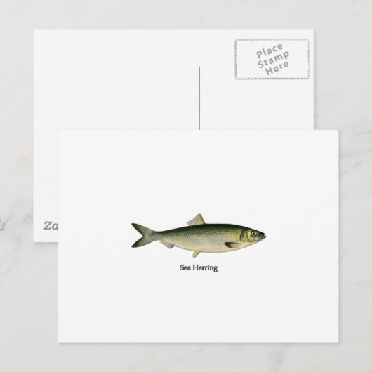 Hering Postkarte (Vorne/Hinten)
