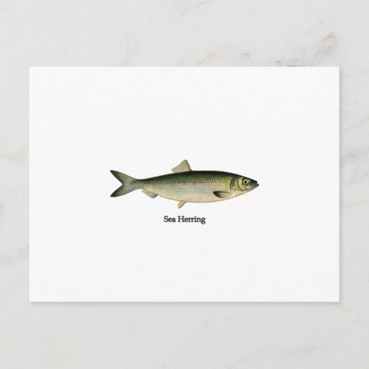 Hering Postkarte (Vorderseite)