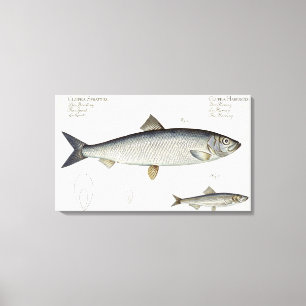 Heringe (Clupea Harengus) (Feige. 1) und Sprotte Leinwanddruck