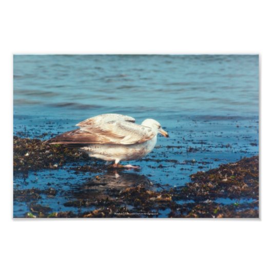 Heringsmöl P1046 Fotodruck (Vorne)