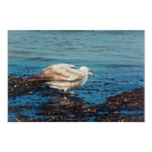 Heringsmöl P1046 Poster