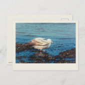 Heringsmöl P1046 Postkarte (Vorne/Hinten)