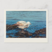 Heringsmöl P1046 Postkarte (Vorderseite)