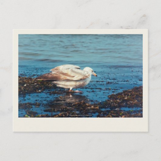 Heringsmöl P1046 Postkarte (Vorderseite)