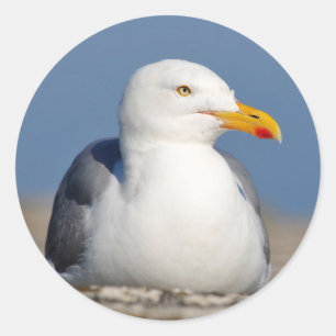 Heringsmöwe an Wand Runder Aufkleber