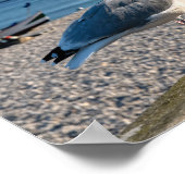 Heringsmöwe auf einem Holzzaun Poster (Ecke)