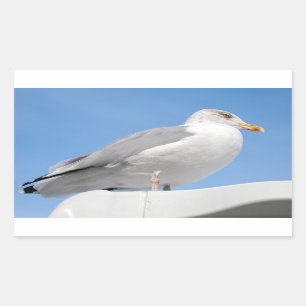 Heringsmöwe in blau schließen rechteckiger aufkleber