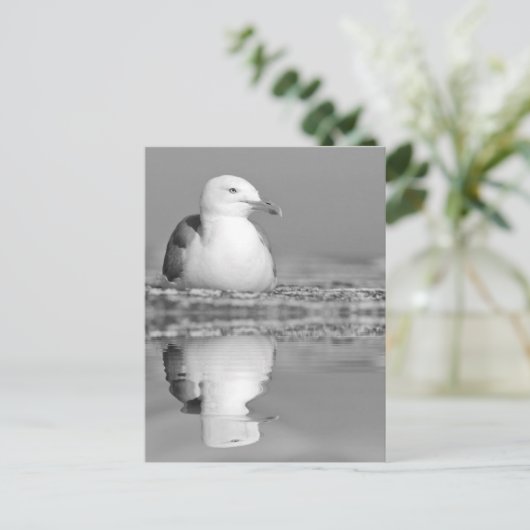 Heringsmöwe mit großer Reflexion über Wasser Postkarte (Stehend Vorderseite)