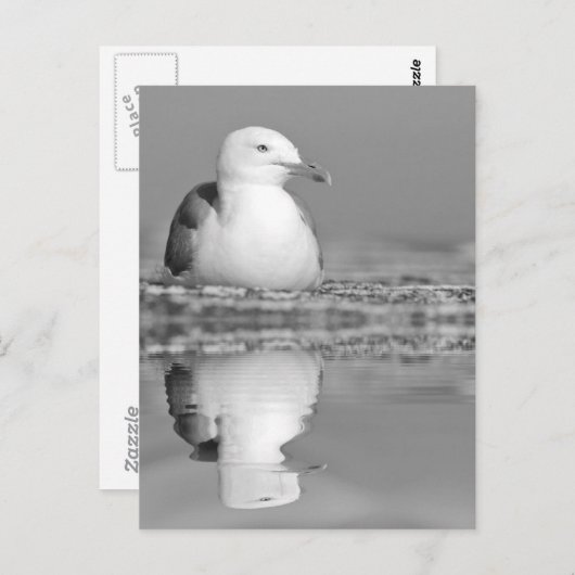 Heringsmöwe mit großer Reflexion über Wasser Postkarte (Vorne/Hinten)