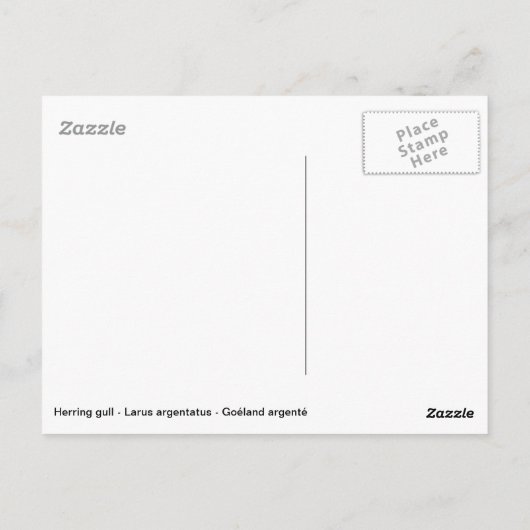 Heringsmöwe mit großer Reflexion über Wasser Postkarte (Rückseite)