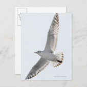 Heringsmöwe Postkarte (Vorne/Hinten)