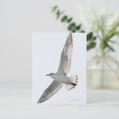 Heringsmöwe Postkarte (Stehend Vorderseite)