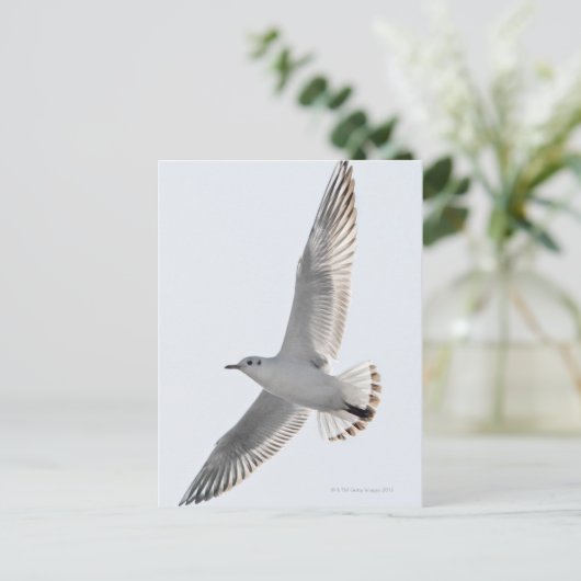 Heringsmöwe Postkarte (Stehend Vorderseite)