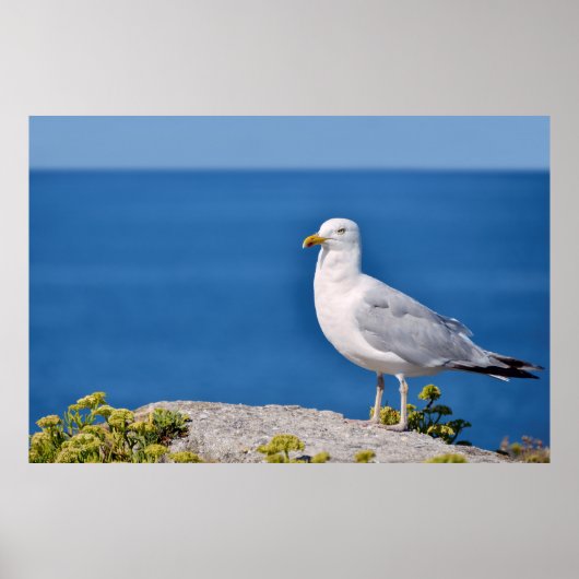 Heringsmöwe stehend poster (Vorne)